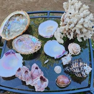 Natural Seashell & Coral Collection – Abalone, Barnacle, Coral, Coastal Decor